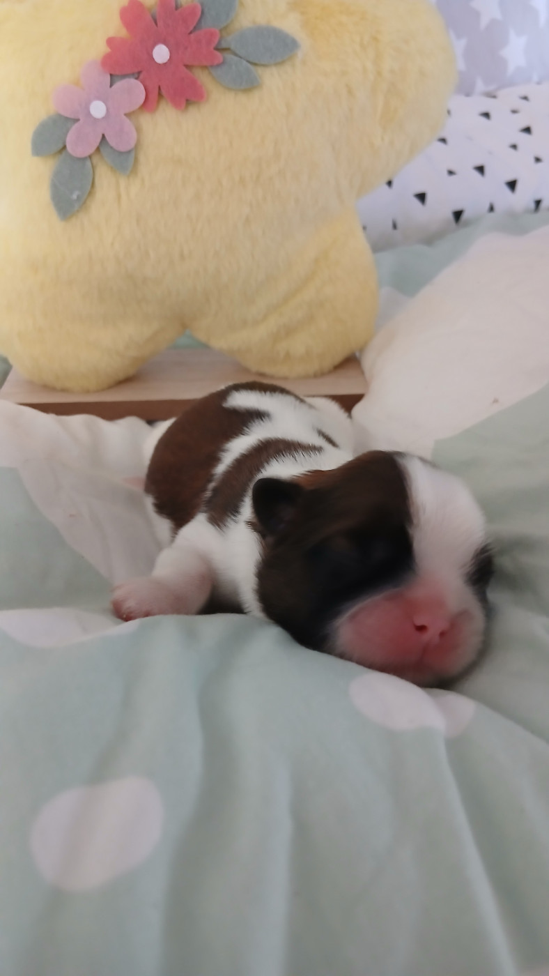 Lawren's Passion - Chiots disponibles - Shih Tzu