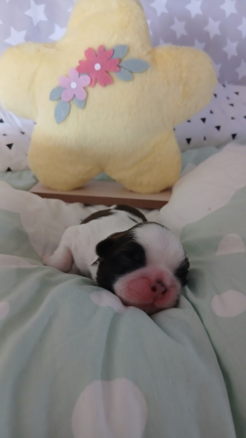 Lawren's Passion - Chiots disponibles - Shih Tzu