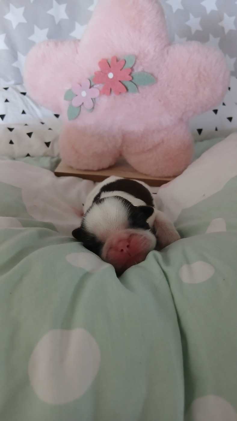 Lawren's Passion - Chiots disponibles - Shih Tzu