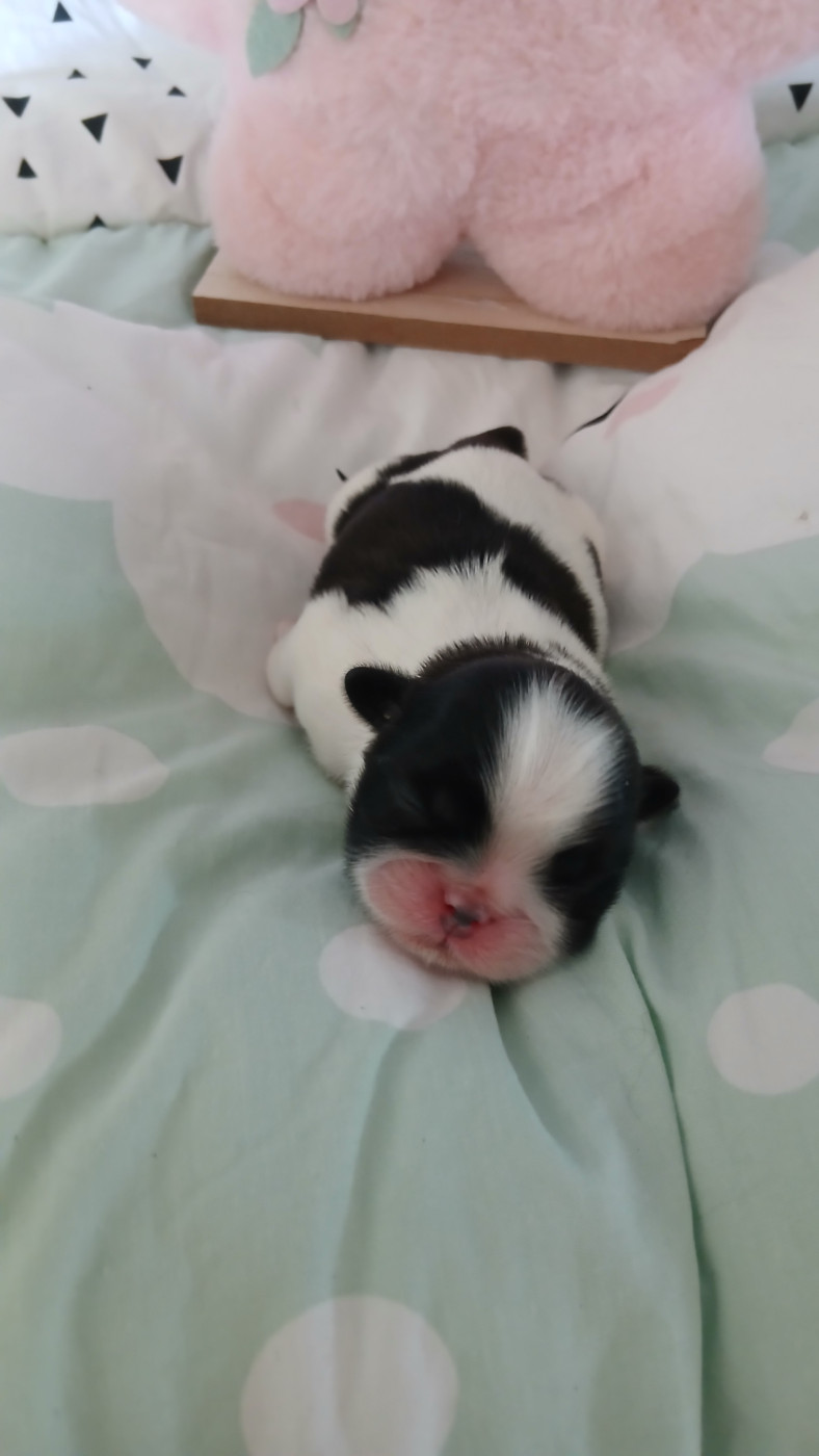 Lawren's Passion - Chiots disponibles - Shih Tzu