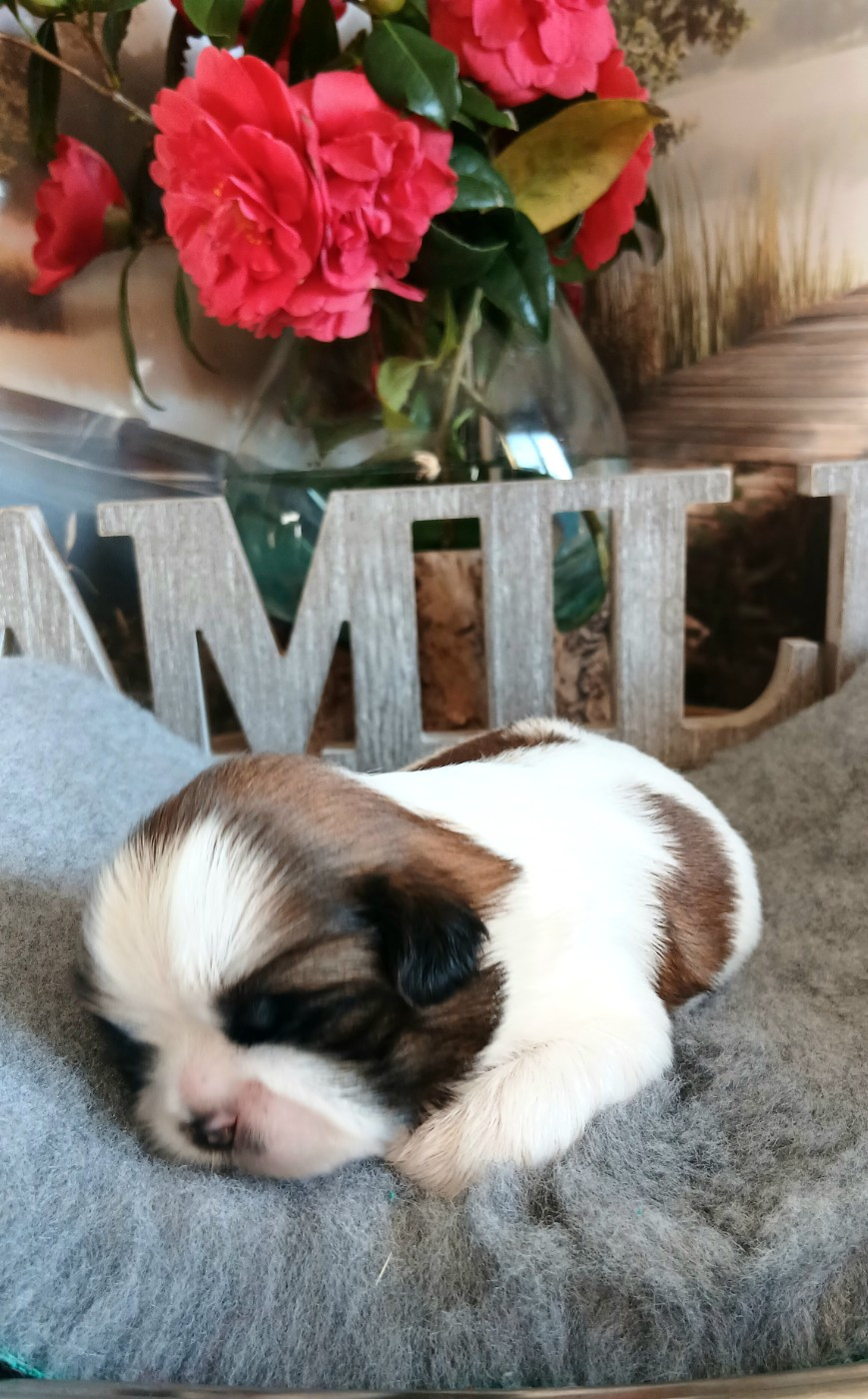 Lawren's Passion - Shih Tzu - Portée née le 26/03/2026