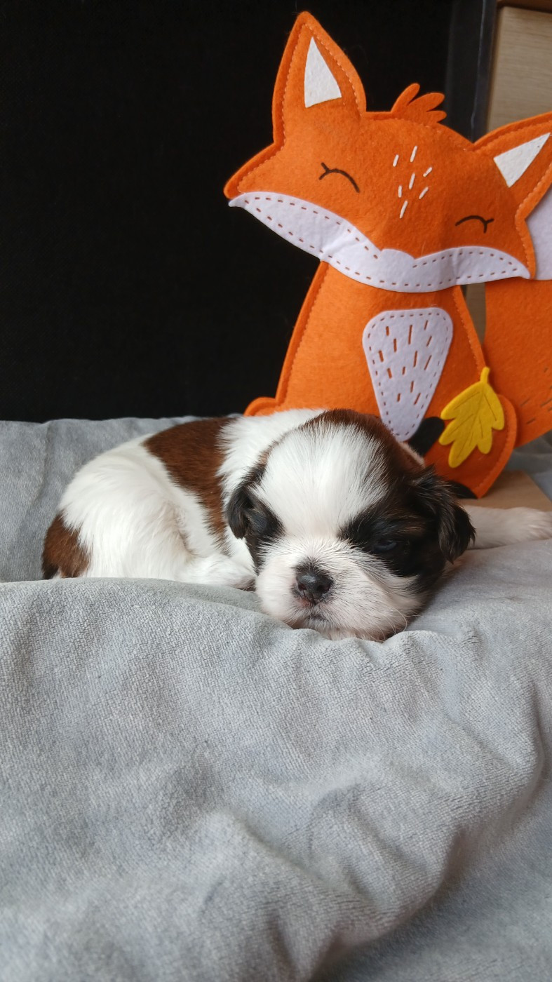 Lawren's Passion - Chiots disponibles - Shih Tzu