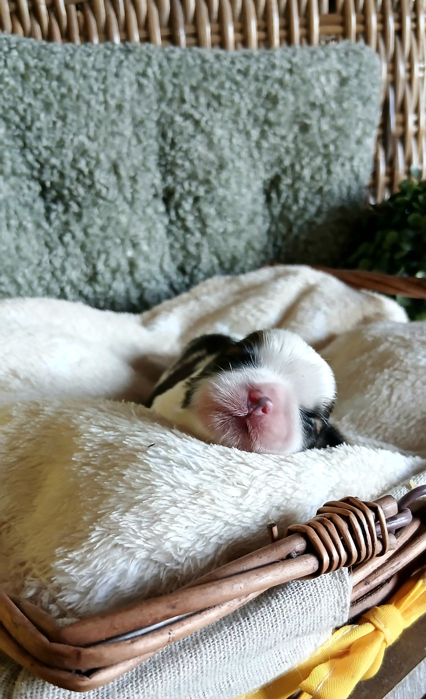 Lawren's Passion - Shih Tzu - Portée née le 18/06/2026
