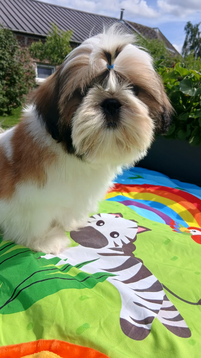 Lawren's Passion - Chiots disponibles - Shih Tzu
