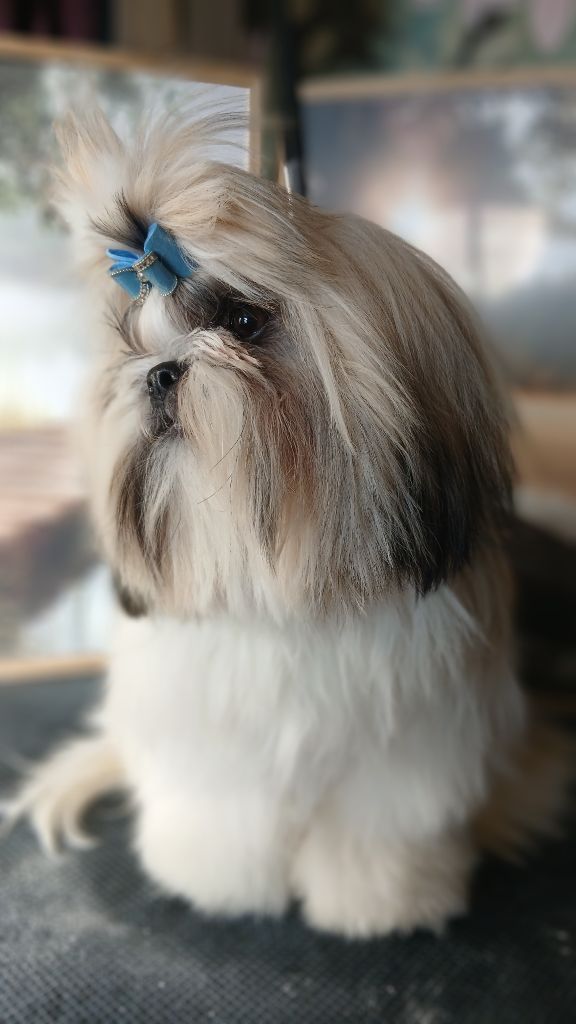 Lawren's Passion - Chiots disponibles - Shih Tzu