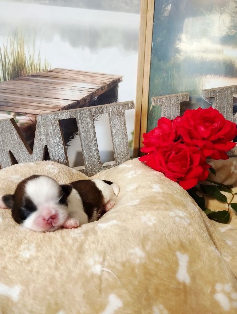 Lawren's Passion - Chiots disponibles - Shih Tzu