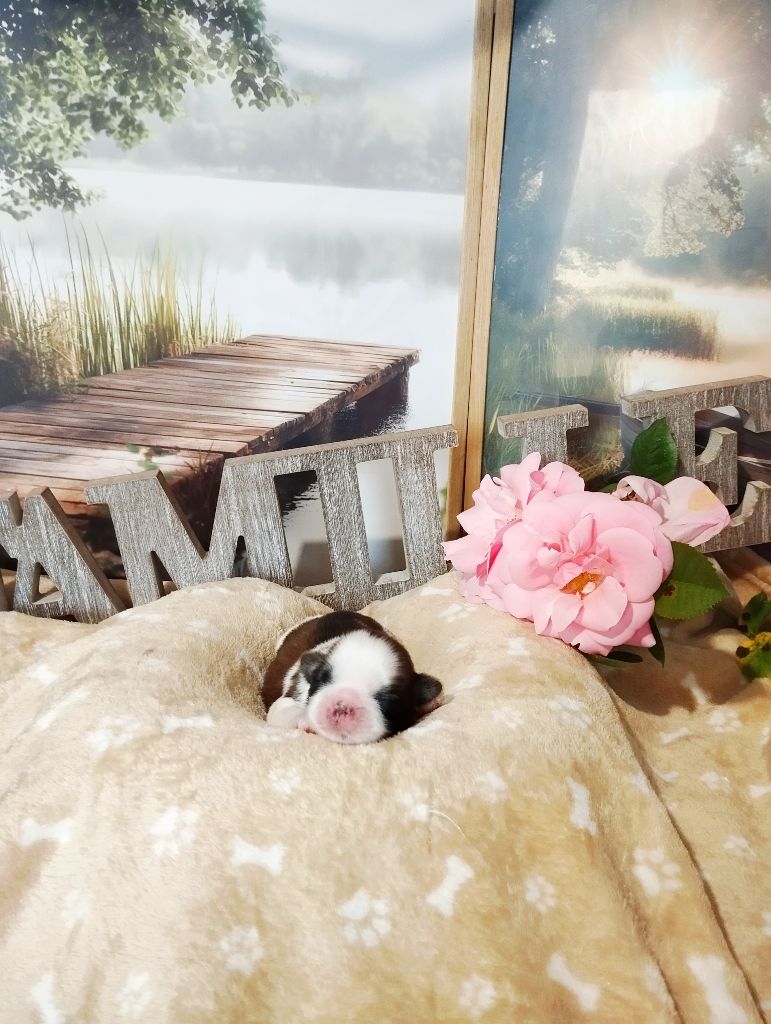 Lawren's Passion - Chiots disponibles - Shih Tzu